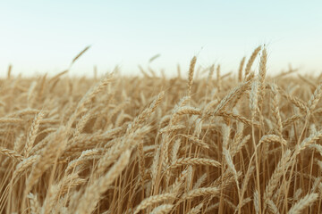 golden wheat field