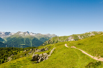 Ftan, Alp Laret, Wanderweg, via Engiadina, Alpen, Alm, Bergwiesen, Bergkräuter, Schweizer Berge, Unterengadin, Graubünden, Sommer, Schweiz