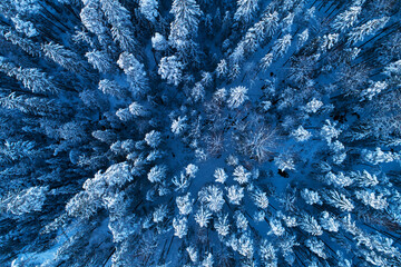 An aerial view on winter wonderland snowy boreal coniferous forest with frosty pine and spruce in...