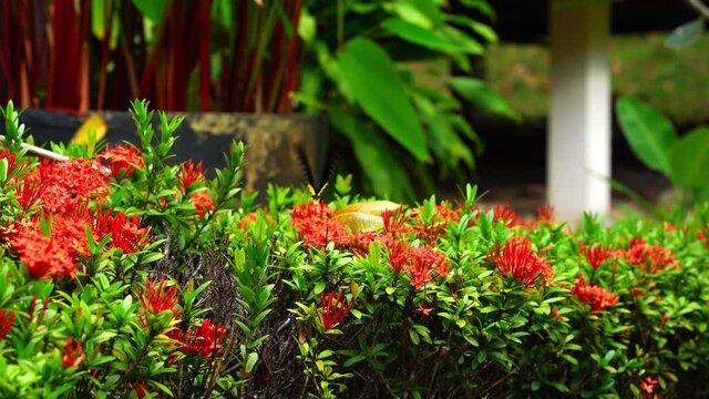 Tropical butterfly troides helena pollinates flowers in the garden.