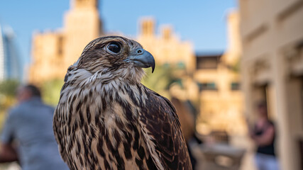 Falcon In United Arab Emirates
