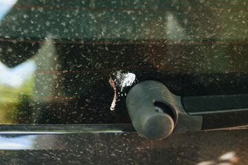 A large white spot of bird droppings on the back window of a dirty car. Lucky omen for money.