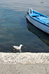 seagull on the dock