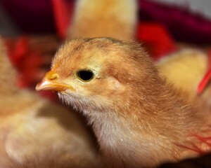 little chicken on the farm