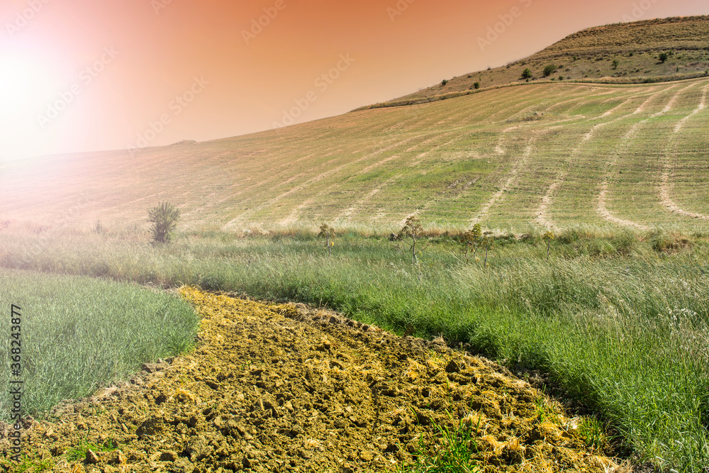 Wall mural Wheat fields after harvesting.