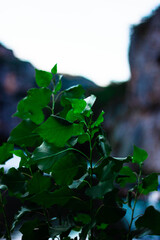 green leaves in the wind
