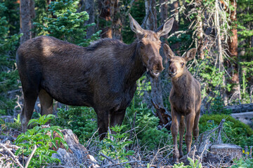 Moose in the Colorado Rocky Mountains