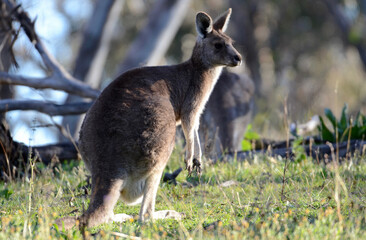 A grey kangaroo near Bathurst, Australia