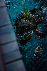 ducks in river