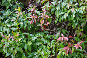 red and green leaves of climbing plant