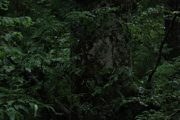 nature in Hinohara village  ,japan,tokyo