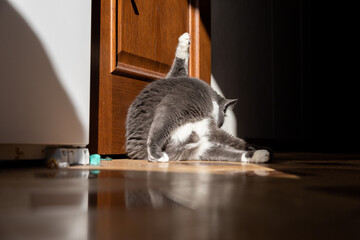 gray cat washes its tail on a floor