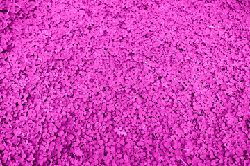 Beautiful pink clover leaf from imagination and design for background