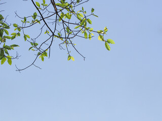 green leaves against blue sky