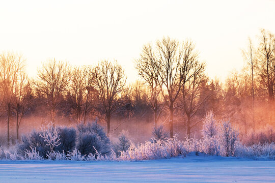 Stunning winter landscape during pink, foggy and frosty cold weather sunrise in a winter wonderland, Estonia, Northern Europe. 