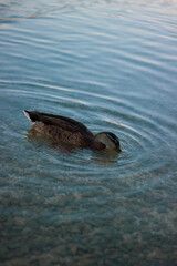 duck in the water