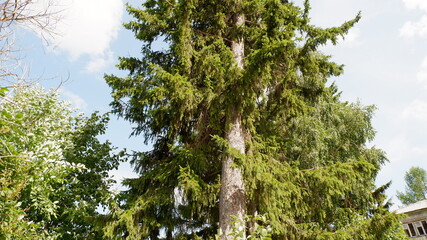 coniferous tree