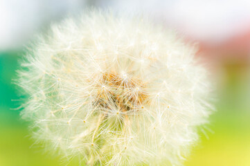 Closeup of dandelion head with white seeds