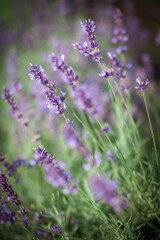 Purple lavender flowers on a blooming field. Close shot. Material for natural cosmetics.
