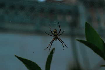 spider on a web