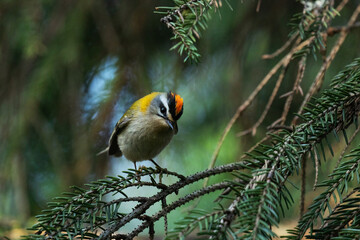 Small European songbird Common Firecrest, Regulus ignicapilla, singing during a breeding season in summer in a boreal forest in Estonian nature. 