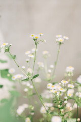 Bright composition of daises in the countryside with selective focus. Beautiful, vivid and fresh background image of delicate white daisy flowers with culinary and herbal medicine use.