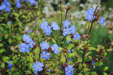 Blue leadwood  in flower
