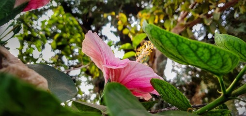 Pink flower in the garden