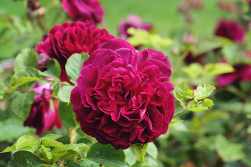 Obraz premium The velvet burgundy roses of rosa munstead wood 'ausbernard' in flower