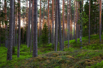 Obraz premium Summery lush Pine grove boreal forest in the evening in Estonian wild nature, Northern Europe. 