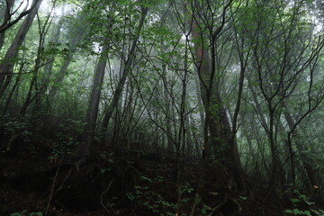 nature in Hinohara village  ,japan,tokyo