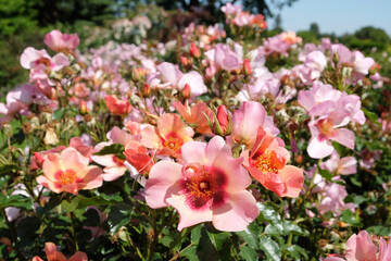 The delicate apricot and salmon pin roses of rosa for your eyes only 'cheweyesup' in flower