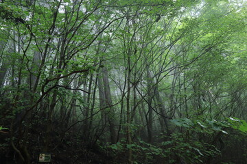 nature in Hinohara village  ,japan,tokyo