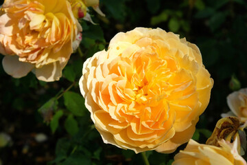 The yellow roses of rosa molineux 'ausmol' in flower