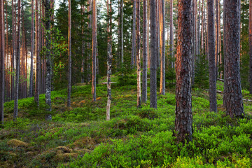 Summery lush Pine grove boreal forest in the evening in Estonian wild nature, Northern Europe. 