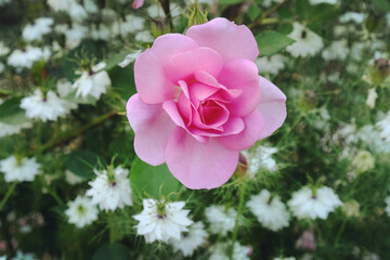 A delicate pink rose Rosa Cariad 'Auspanier' in flower