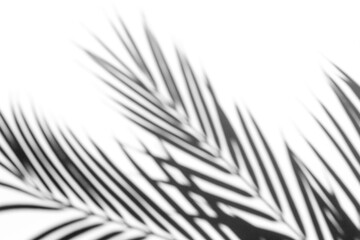 Fototapeta premium Shadow overlay effect for photo. Shadows from palm leaves and tropical branches on a white wall in sunlight.