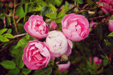 Pretty pink cupped bourbon rose, rosa raubritter macrantha in flower