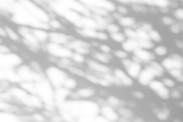 Shadow overlay effect for photo. Shadows from tree leaves and tropical branches on a white wall in sunlight.