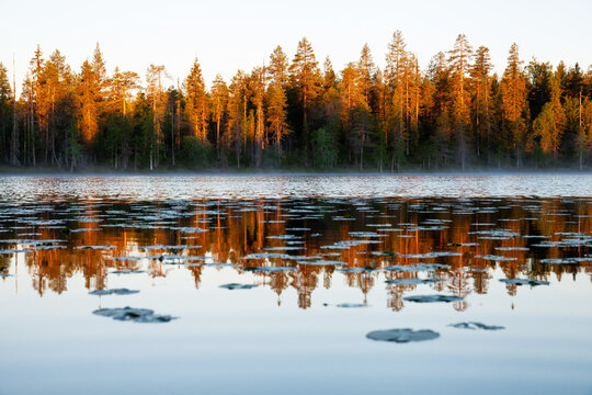 Morning sunrise by the lake between northern taiga forest with fog in Finnish Nature. 