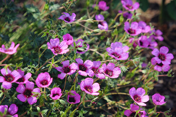 Pink hardy Geranium cinereum 'Jolly Jewels Night' in flower