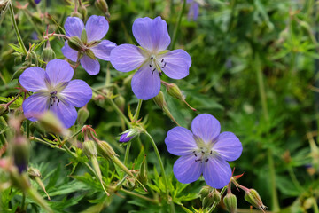 Purple hardy geranium 'Orion' in flower