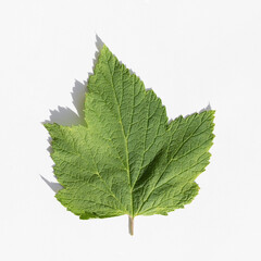 Fresh green currant leaf isolated on white with shadow