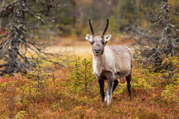 A young domestic reindeer calf with small antlers during autumn foliage in October in FInnish Lapland, Northern Europe. 