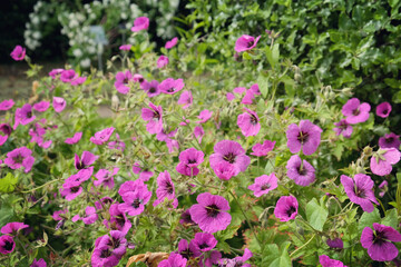 Pink hardy Geranium cinereum 'Jolly Jewels Night' in flower