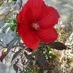 hibiscus des marais