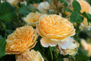 Peach rose rosa 'crown 'princess margareta auswinter' in bloom