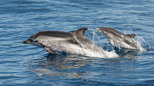 Striped Dolphin (Stenella coeruleoalba) - Mother and two babies - Mediterranean Sea, France