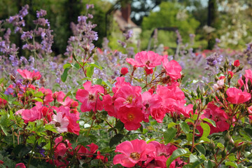 The pink rose, rosa wild thing 'jactoose' in flower