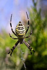 spider on the web